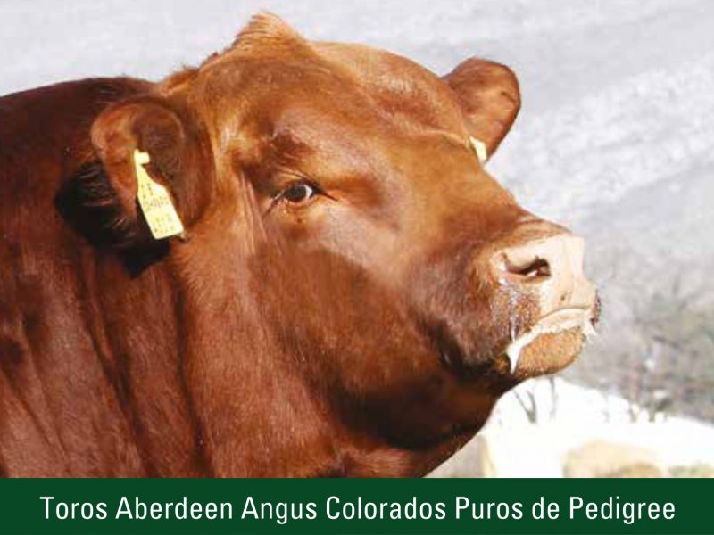 Toros Aberdeen Angus Colorados Puros de Pedigree