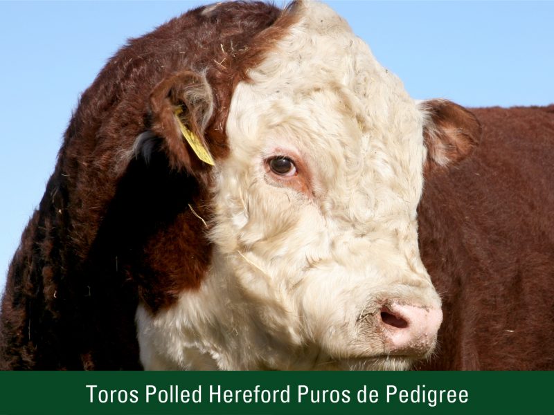 Toros Polled Hereford Puros de Pedigree