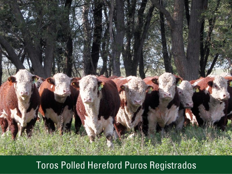 Toros Polled Hereford Puros Registrados