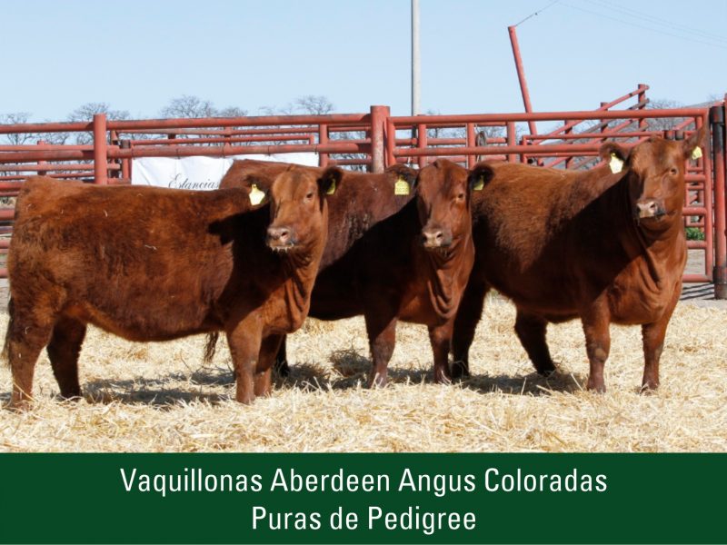 Vaquillonas Aberdeen Angus Coloradas Puras de Pedigree