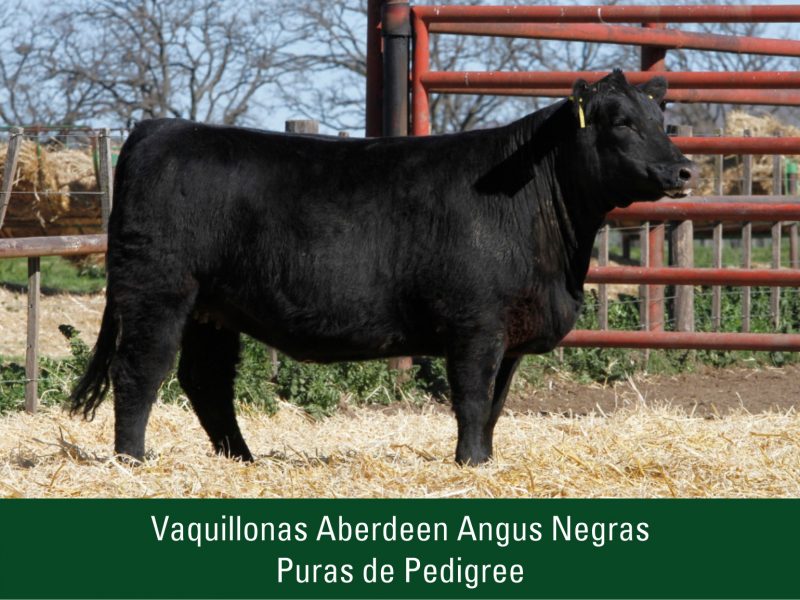 Vaquillonas Aberdeen Angus Negras Puras de Pedigree