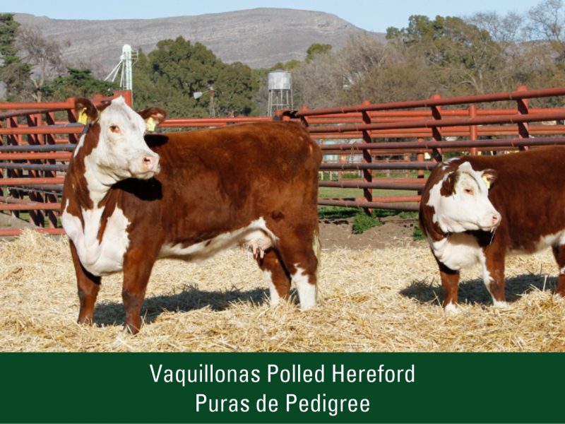 Vaquillonas Polled Hereford Puras de Pedigree