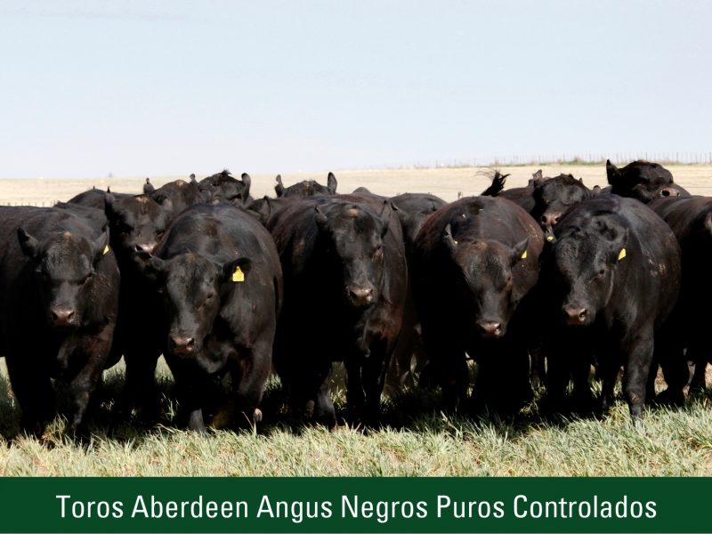 Toros Aberdeen Angus Negros Puros Controlados