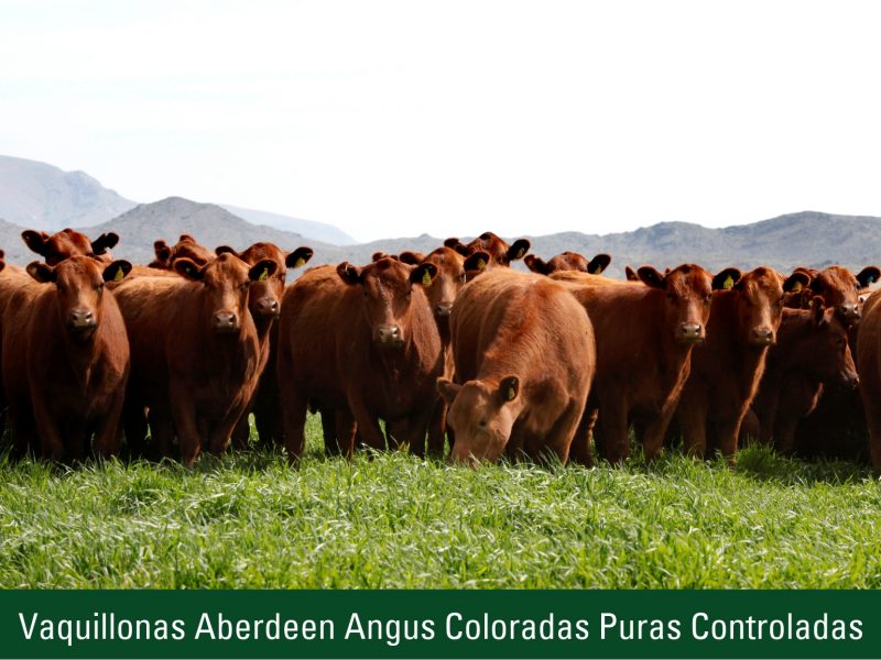 Vaquillonas Aberdeen Angus Coloradas Puras Controladas