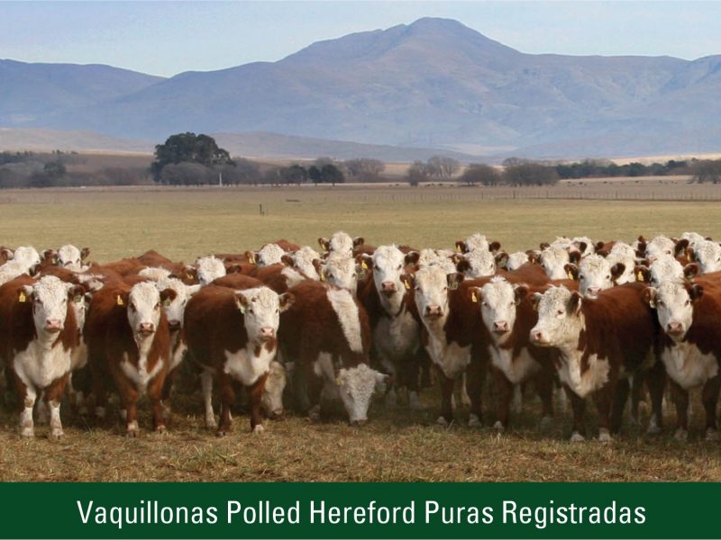 Vaquillonas Polled Hereford Puras Registradas