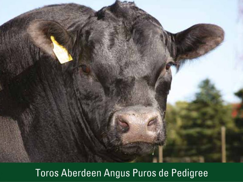 Toros Aberdeen Angus Puros de Pedigree