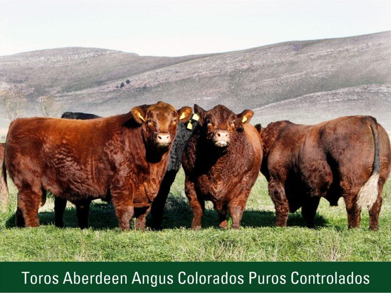 Toros Aberdeen Angus Colorados Puros Controlados