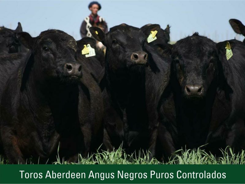 Toros Aberdeen Angus Negros Puros Controlados