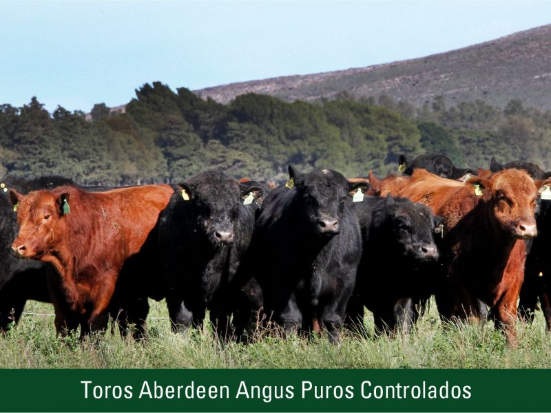 Toros Aberdeen Angus Puros Controlados