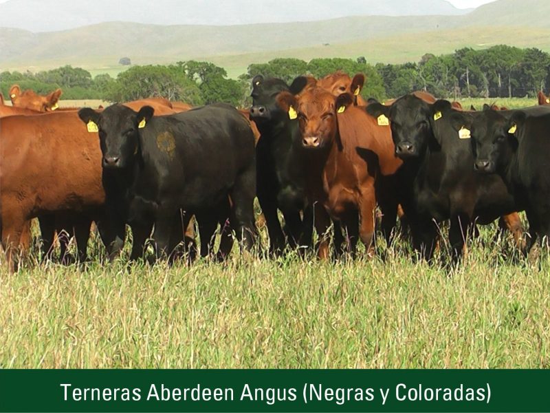 Terneras Aberdeen Angus (Negras y Coloradas)