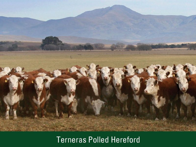 Terneras Polled Hereford
