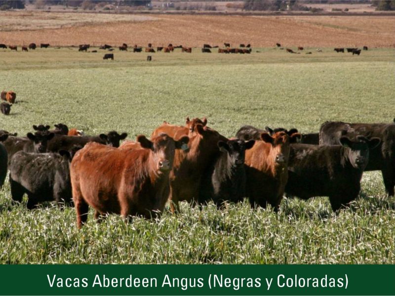 Vacas Aberdeen Angus (Negras y Coloradas)