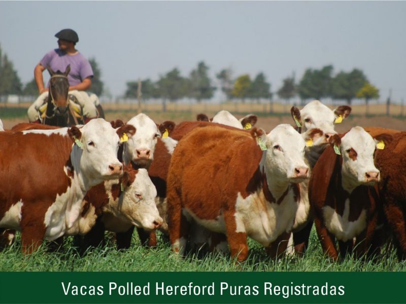 Vacas Polled Hereford Puras Registradas