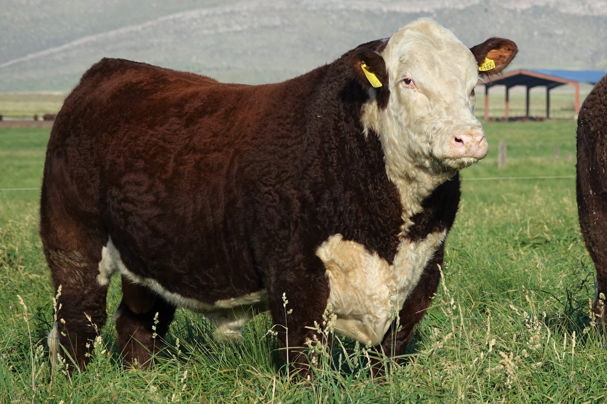 Toros Polled Hereford Puros De Pedigree Don Benjam n toros-polled-hereford-puros-de-pedigree-don-benjam-n