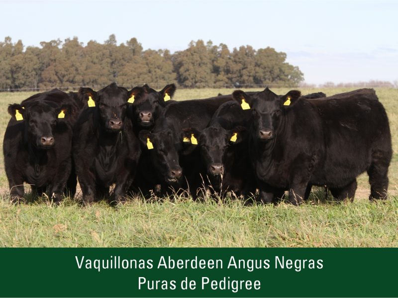 Vaquillonas Aberdeen Angus Negras Puras de Pedigree