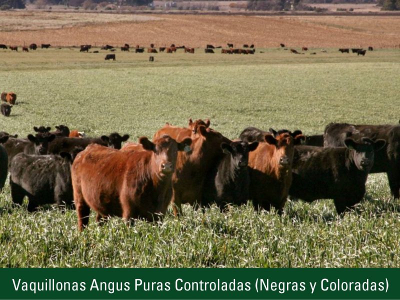 Vaquillonas Aberdeen Angus Puras Controladas