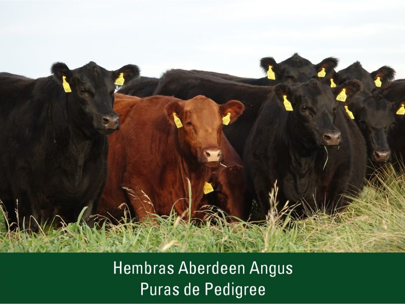 Hembras Aberdeen Angus Puras de Pedigree