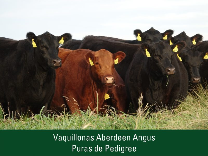 Vaquillonas Aberdeen Angus Puras de Pedigree