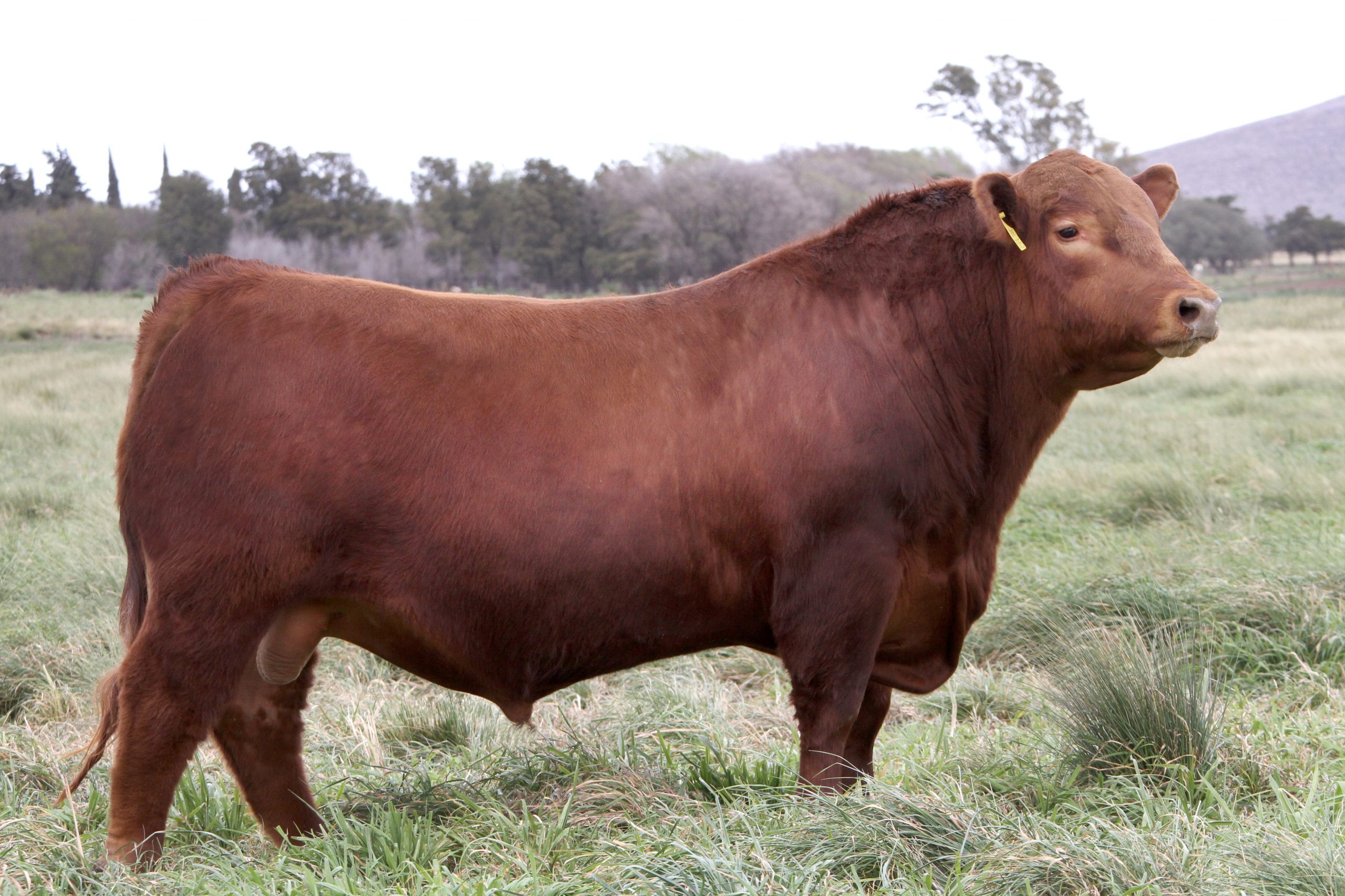 Toros Angus Colorados Puros de Pedigree Don Benjamín Toros Angus Colorados Puros de Pedigree Don Benjamín