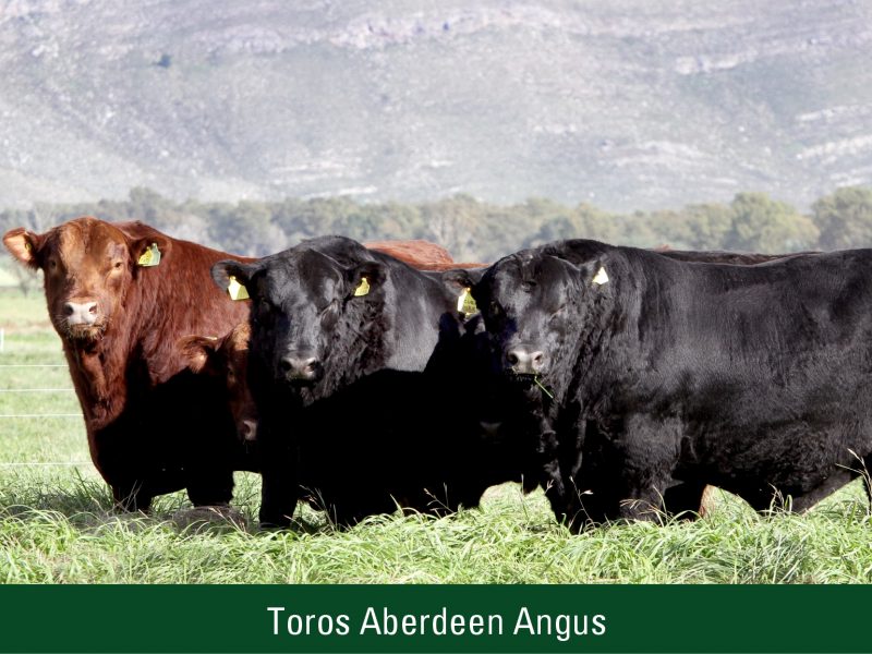 Toros Aberdeen Angus