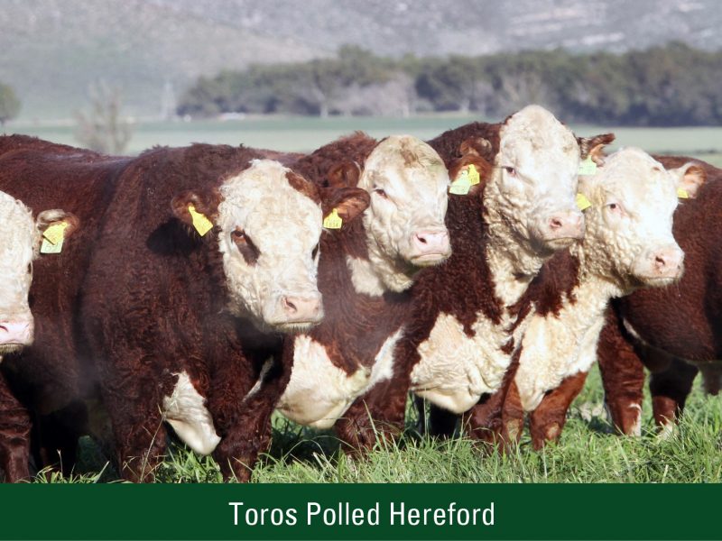 Toros Polled Hereford