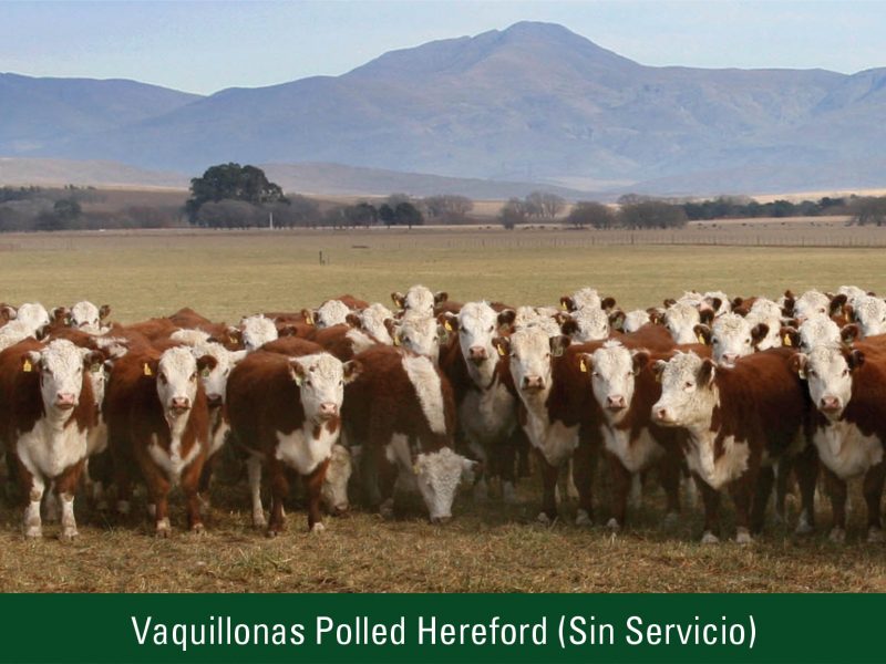 Vaquillonas Polled Hereford